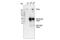 Dicer 1, Ribonuclease III antibody, 5362S, Cell Signaling Technology, Immunoprecipitation image 