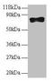 SAM And HD Domain Containing Deoxynucleoside Triphosphate Triphosphohydrolase 1 antibody, LS-C318796, Lifespan Biosciences, Western Blot image 