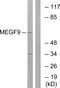 Multiple EGF Like Domains 9 antibody, GTX87136, GeneTex, Western Blot image 