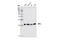 Chromobox 3 antibody, 2619S, Cell Signaling Technology, Western Blot image 