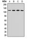 Oxysterol-binding protein 1 antibody, LS-C667949, Lifespan Biosciences, Western Blot image 