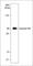 RB Transcriptional Corepressor 1 antibody, RM4931, ECM Biosciences, Western Blot image 