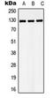 Large Tumor Suppressor Kinase 1 antibody, orb215539, Biorbyt, Western Blot image 