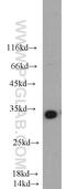 Cyclin G1 antibody, 10897-1-AP, Proteintech Group, Western Blot image 