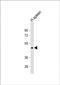 Dipeptidase 2 antibody, PA5-49481, Invitrogen Antibodies, Western Blot image 