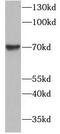 Podocan antibody, FNab06596, FineTest, Western Blot image 