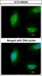 Tumor Protein P73 antibody, GTX109045, GeneTex, Immunocytochemistry image 