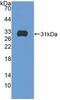 ITGB5 antibody, abx128834, Abbexa, Enzyme Linked Immunosorbent Assay image 