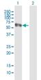 NADPH Oxidase Activator 1 antibody, H00010811-B01P, Novus Biologicals, Western Blot image 