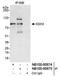 Slingshot Protein Phosphatase 3 antibody, NB100-60674, Novus Biologicals, Immunoprecipitation image 