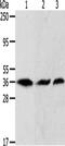 Apurinic/Apyrimidinic Endodeoxyribonuclease 1 antibody, CSB-PA289847, Cusabio, Western Blot image 