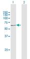 Acyl-CoA Oxidase 3, Pristanoyl antibody, H00008310-D01P, Novus Biologicals, Western Blot image 