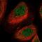 Lysosomal Trafficking Regulator antibody, NBP2-58768, Novus Biologicals, Immunofluorescence image 