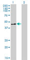 Zinc Finger Protein 24 antibody, LS-C133977, Lifespan Biosciences, Western Blot image 