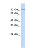 Pyridoxal Dependent Decarboxylase Domain Containing 1 antibody, NBP1-56776, Novus Biologicals, Western Blot image 