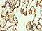 Dickkopf WNT Signaling Pathway Inhibitor 2 antibody, CSB-PA08279A0Rb, Cusabio, Immunohistochemistry frozen image 