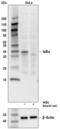 NFKB Inhibitor Alpha antibody, 4812S, Cell Signaling Technology, Western Blot image 