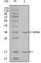 E1A Binding Protein P300 antibody, MA5-15444, Invitrogen Antibodies, Western Blot image 