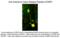 Calcitonin Related Polypeptide Alpha antibody, 50-151, ProSci, Immunofluorescence image 