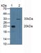 Cyclin D3 antibody, LS-C314555, Lifespan Biosciences, Western Blot image 