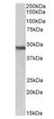 N-Myc Downstream Regulated 1 antibody, orb334069, Biorbyt, Western Blot image 