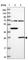 Mitochondrially Encoded Cytochrome C Oxidase III antibody, HPA042788, Atlas Antibodies, Western Blot image 