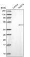 Nudix Hydrolase 9 antibody, PA5-57869, Invitrogen Antibodies, Western Blot image 