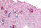 Glycogen Phosphorylase B antibody, MBS240043, MyBioSource, Immunohistochemistry frozen image 