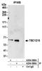 TBC1 Domain Family Member 15 antibody, A304-589A, Bethyl Labs, Immunoprecipitation image 