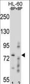 Ring Finger Protein 40 antibody, LS-C162662, Lifespan Biosciences, Western Blot image 