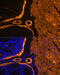 Actin Alpha 2, Smooth Muscle antibody, 13-434, ProSci, Immunofluorescence image 