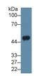 N-Acylsphingosine Amidohydrolase 1 antibody, abx128162, Abbexa, Western Blot image 