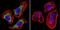 Calcium Voltage-Gated Channel Auxiliary Subunit Alpha2delta 1 antibody, GTX22864, GeneTex, Immunocytochemistry image 
