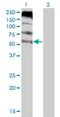 Feline Leukemia Virus Subgroup C Cellular Receptor 1 antibody, H00028982-M05, Novus Biologicals, Western Blot image 