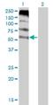 Feline leukemia virus subgroup C receptor-related protein 1 antibody, H00028982-M05, Novus Biologicals, Western Blot image 