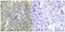 Caspase 9 antibody, PA5-37505, Invitrogen Antibodies, Immunohistochemistry paraffin image 