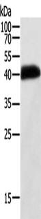 Synaptotagmin 5 antibody, CSB-PA447958, Cusabio, Western Blot image 