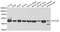 Actin Like 6A antibody, TA332659, Origene, Western Blot image 