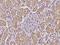 Carnosine Dipeptidase 2 antibody, 200633-T08, Sino Biological, Immunohistochemistry frozen image 