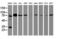 BCL10 Immune Signaling Adaptor antibody, LS-C175299, Lifespan Biosciences, Western Blot image 