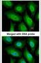 FA Complementation Group A antibody, PA5-22276, Invitrogen Antibodies, Immunofluorescence image 