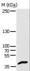Apoptotic Peptidase Activating Factor 1 antibody, LS-C402084, Lifespan Biosciences, Western Blot image 