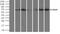 Polo Like Kinase 1 antibody, NBP1-48291, Novus Biologicals, Western Blot image 