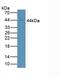 Fc Fragment Of IgG Receptor Ia antibody, abx104518, Abbexa, Western Blot image 