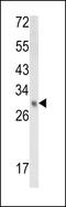 3-beta-hydroxysteroid-Delta(8),Delta(7)-isomerase antibody, LS-C167605, Lifespan Biosciences, Western Blot image 