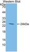 Insulin Like Growth Factor Binding Protein 2 antibody, LS-C372418, Lifespan Biosciences, Western Blot image 