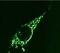 p102 antibody, GTX22899, GeneTex, Immunofluorescence image 