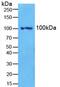 Nuclear Factor Kappa B Subunit 2 antibody, abx102466, Abbexa, Western Blot image 