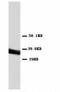 Annexin A5 antibody, LS-B9376, Lifespan Biosciences, Western Blot image 