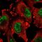 Kruppel Like Factor 14 antibody, NBP1-92058, Novus Biologicals, Immunofluorescence image 